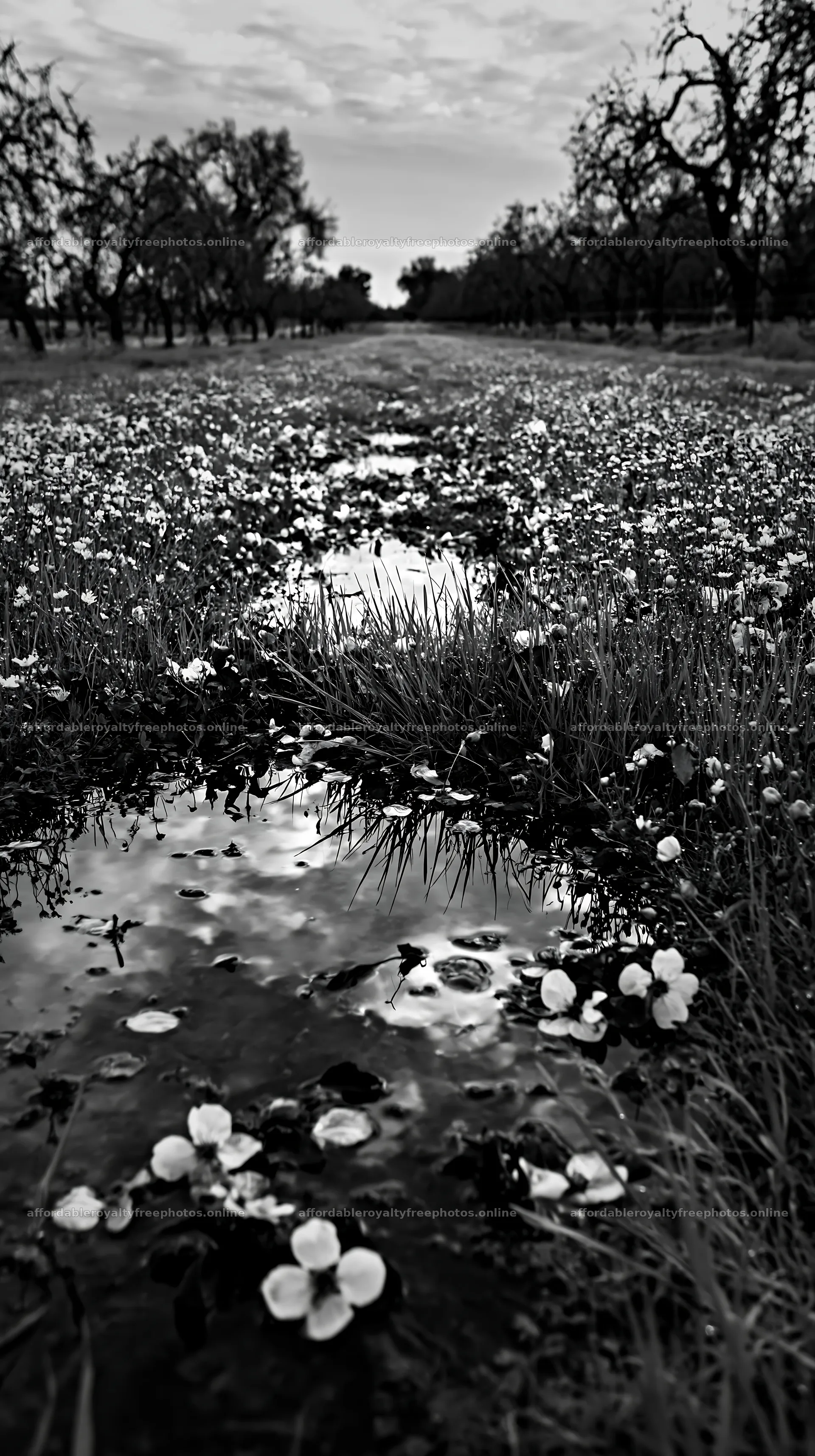Lakeside orchard meadow with flowers and reflections on – royalty-free photos 5938x10608