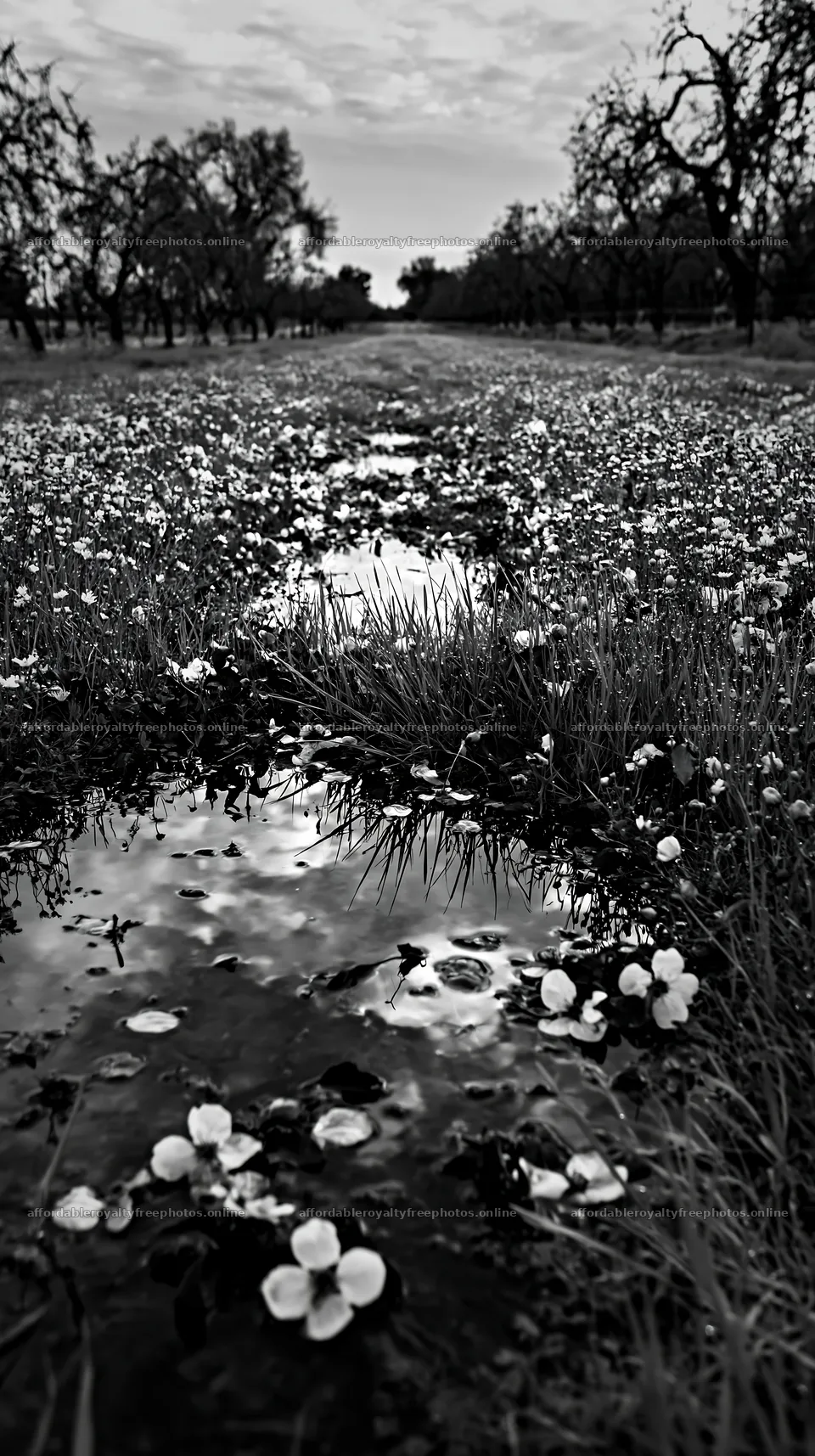 Lakeside orchard meadow with flowers and reflections on – royalty-free photos 5938x10608