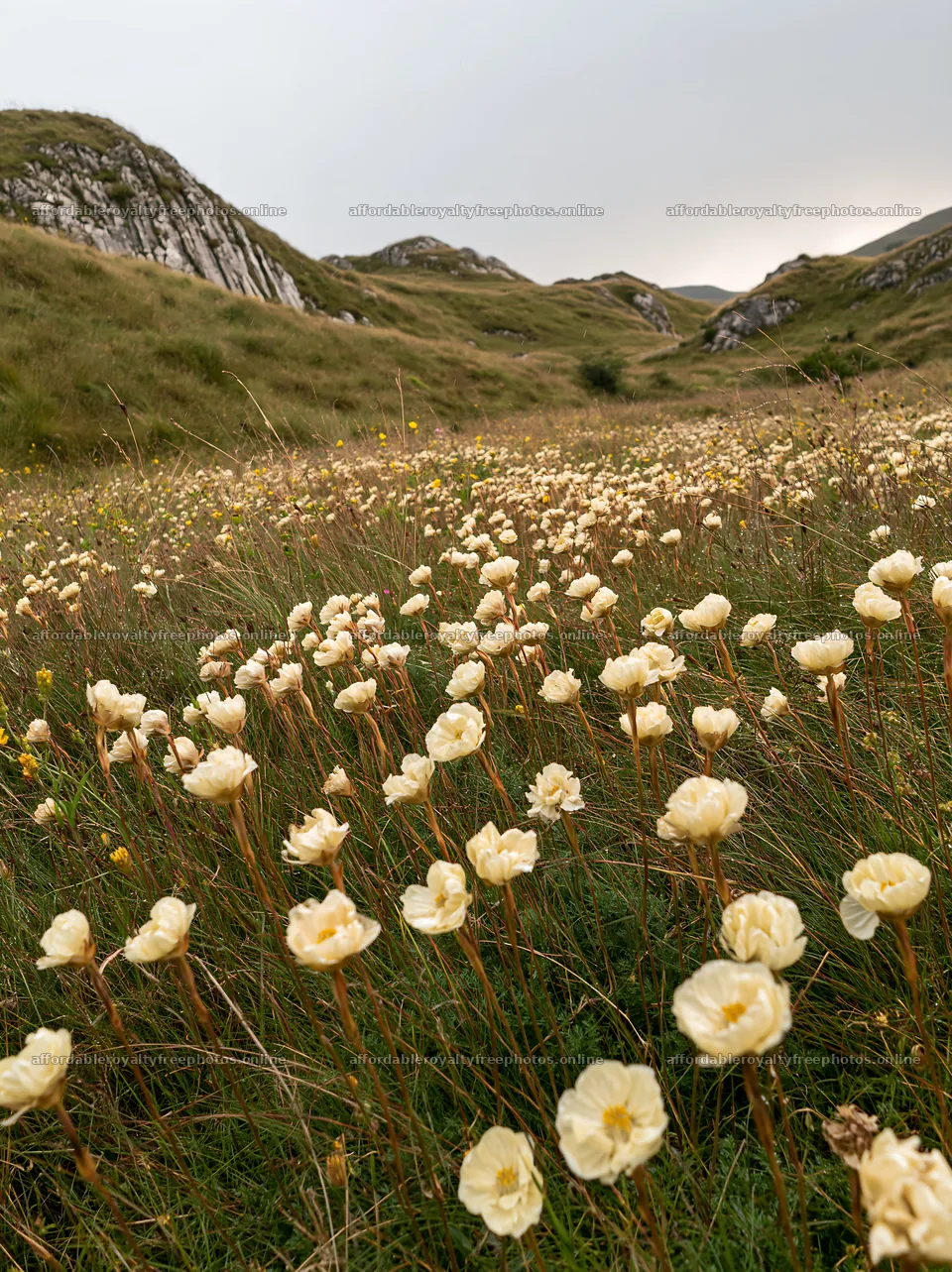 Cloudy meadow filled with rockrose blooms in natural – royalty-free photos 6866x9174