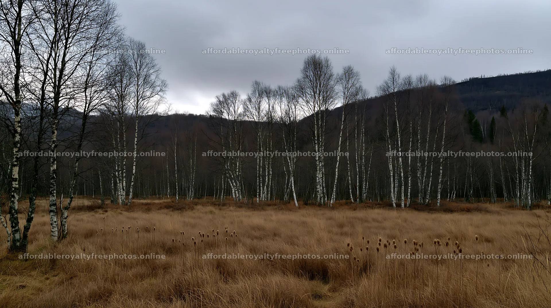 Birch trees in a meadow with dry grass and cloudy sky – royalty-free photos 10608x5938
