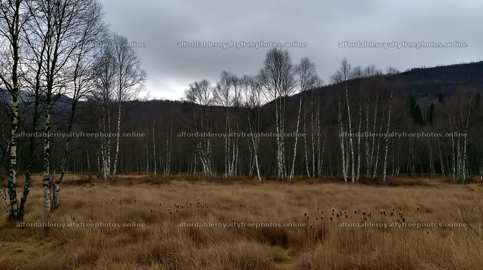 Birch trees in a meadow with dry grass and cloudy sky – royalty-free photos 10608x5938