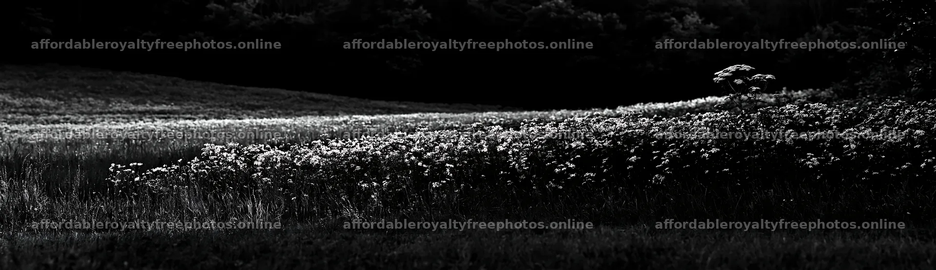 Meadow in Hungarian valley with wildflowers and trees – royalty-free photos 14762x4268