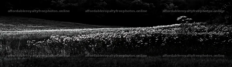 Meadow in Hungarian valley with wildflowers and trees – royalty-free photos 14762x4268