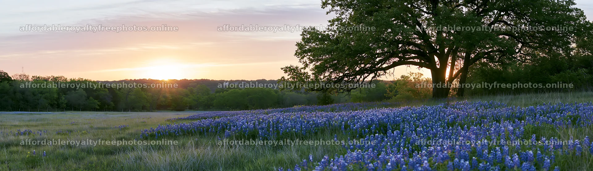 Bluebonnet meadow at sunrise with tree in the background – royalty-free photos 14762x4268