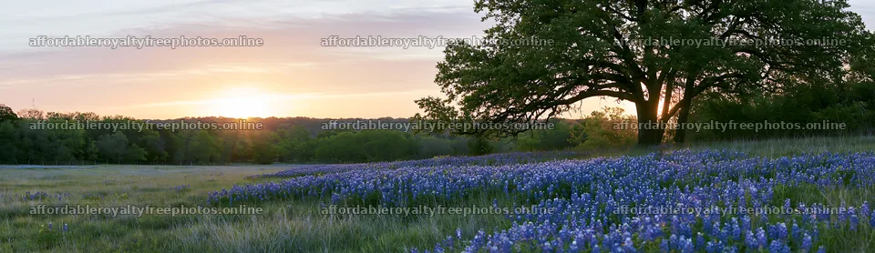 Bluebonnet meadow at sunrise with tree in the background – royalty-free photos 14762x4268