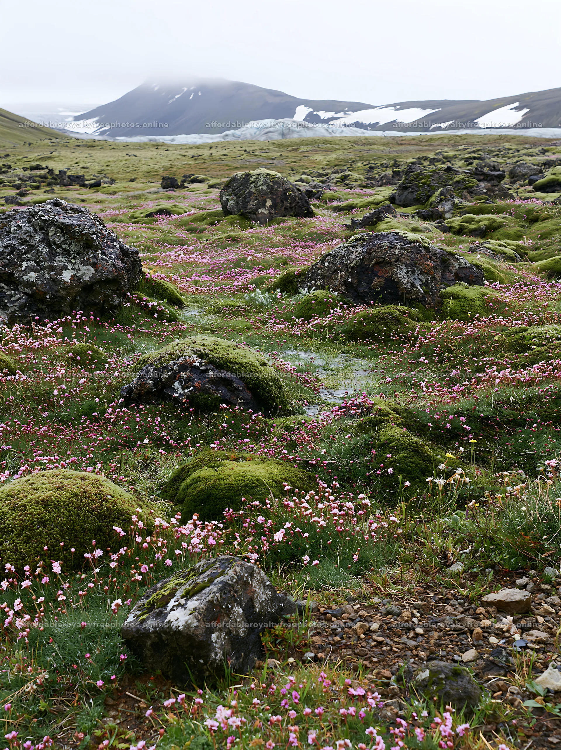 Meadow with boulders and flowers in a rugged landscape – royalty-free photos 6866x9174