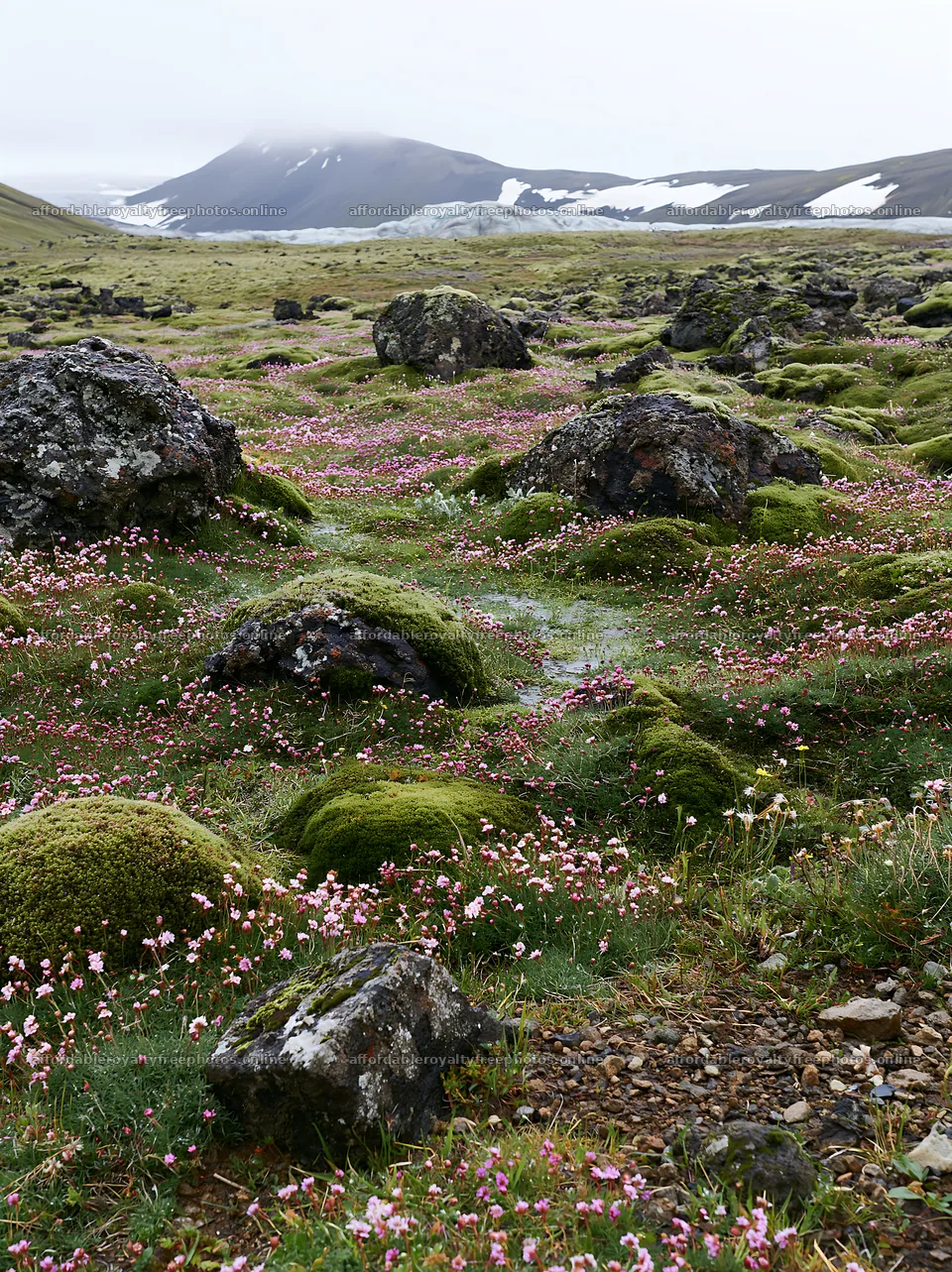 Meadow with boulders and flowers in a rugged landscape – royalty-free photos 6866x9174
