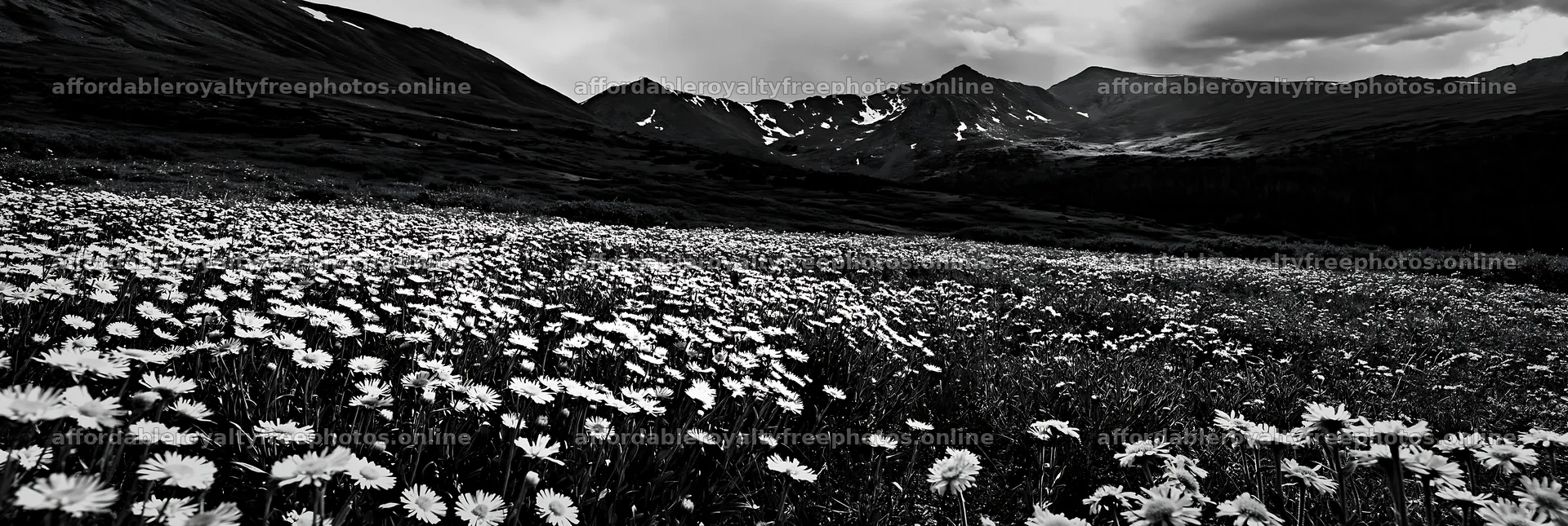 Colorful daisy meadow in the mountains with overcast sky – royalty-free photos 13690x4602