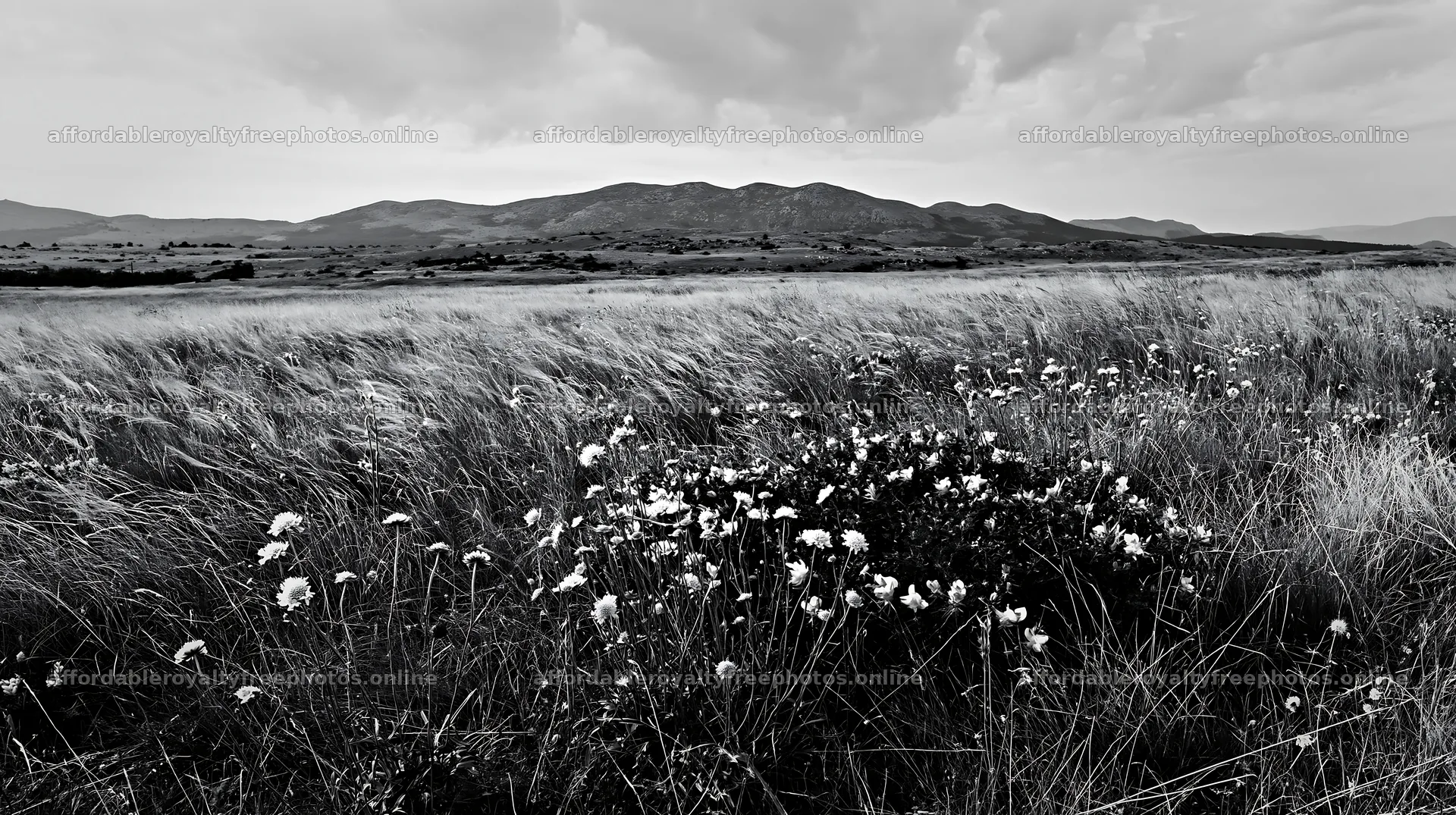Cloudy dry limestone meadow with wildflowers in the – royalty-free photos 10608x5938