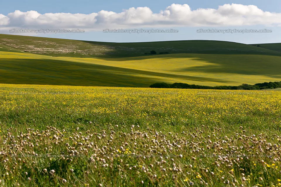 Colorful buttercup meadow on a sunny day – royalty-free photos 9722x6480