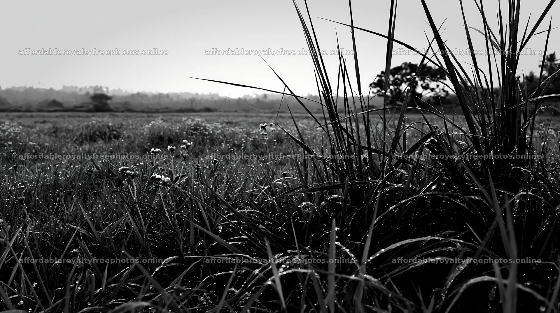 Kochi monsoon meadow rain beaded grasses glisten in the – royalty-free photos 10608x5938