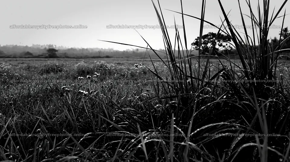 Kochi monsoon meadow rain beaded grasses glisten in the – royalty-free photos 10608x5938