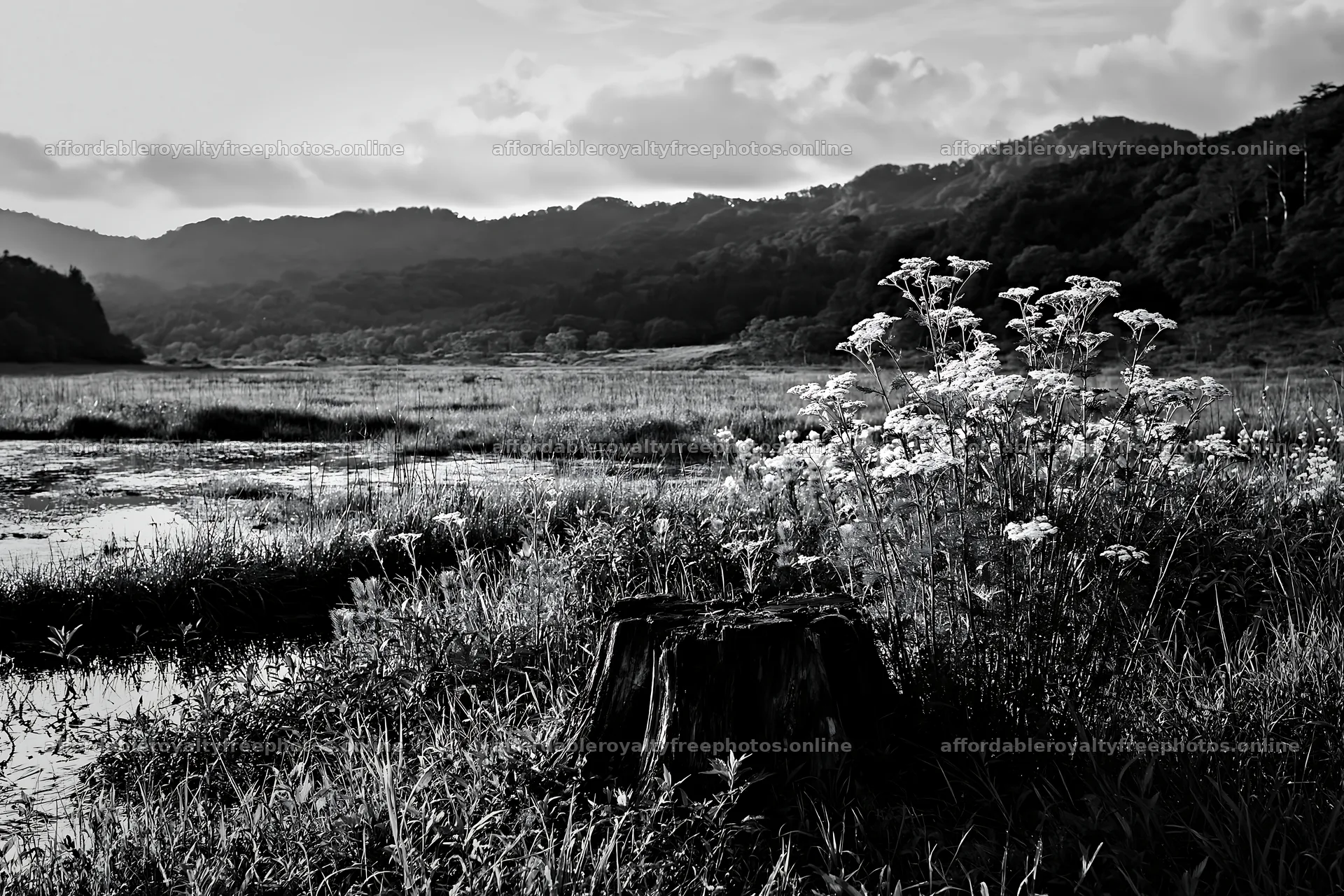 Fukushima meadow with weathered stump and wildflowers – royalty-free photos 9722x6480
