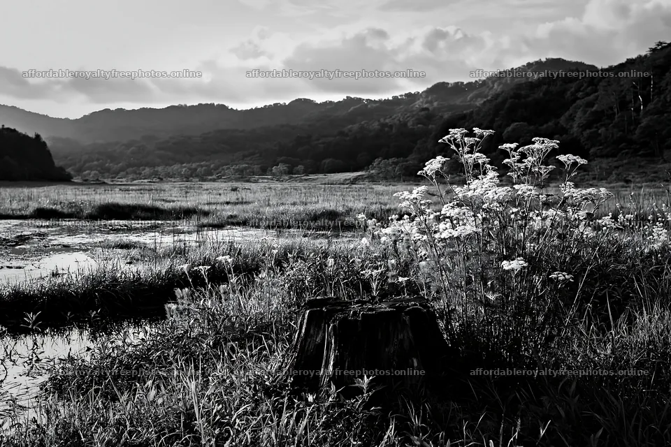 Fukushima meadow with weathered stump and wildflowers – royalty-free photos 9722x6480