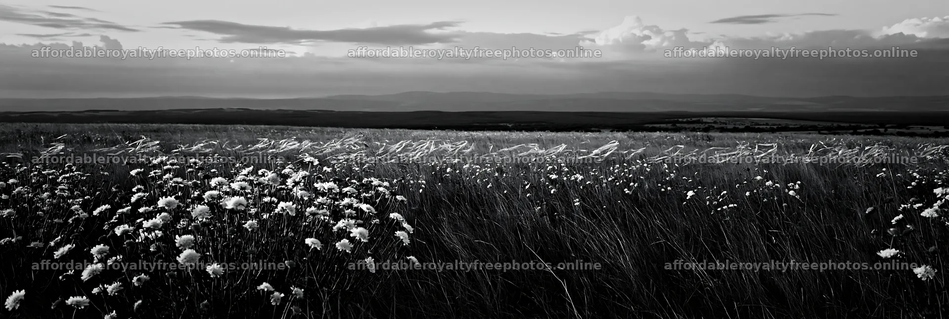 Cloudy dry flower meadow with distant hills and grass – royalty-free photos 13690x4602
