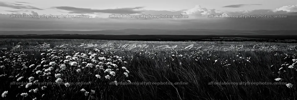 Cloudy dry flower meadow with distant hills and grass – royalty-free photos 13690x4602
