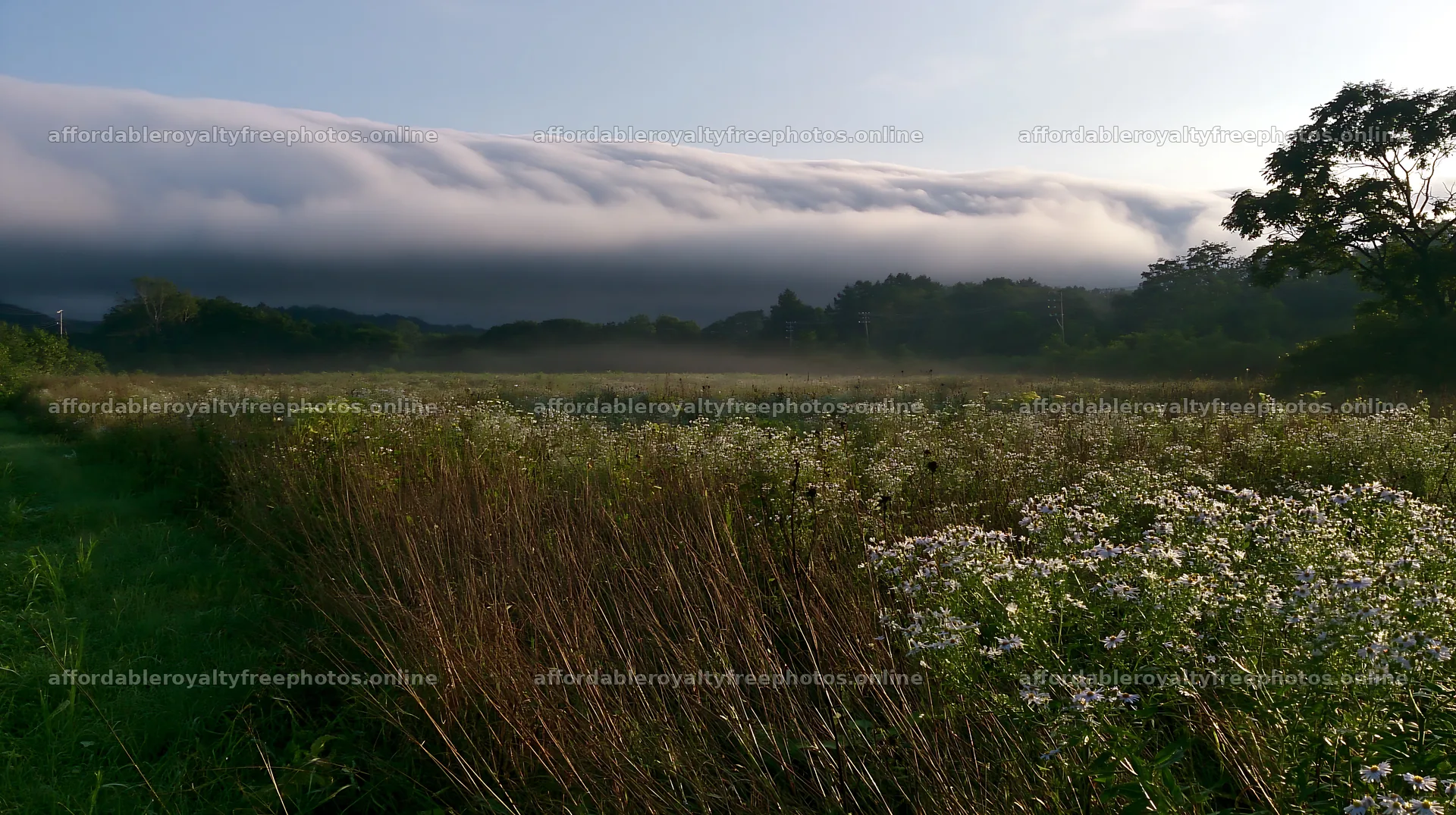 Expansive Hokkaido restoration meadow with dewdrops – royalty-free photos 10608x5938