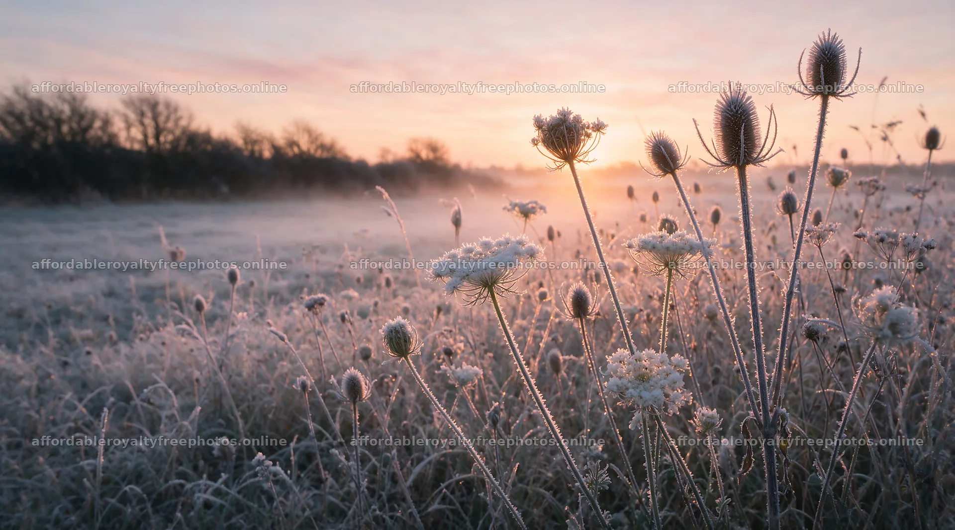 Seedhead meadow with frost and sunrise in a rural – royalty-free photos 10648x5916