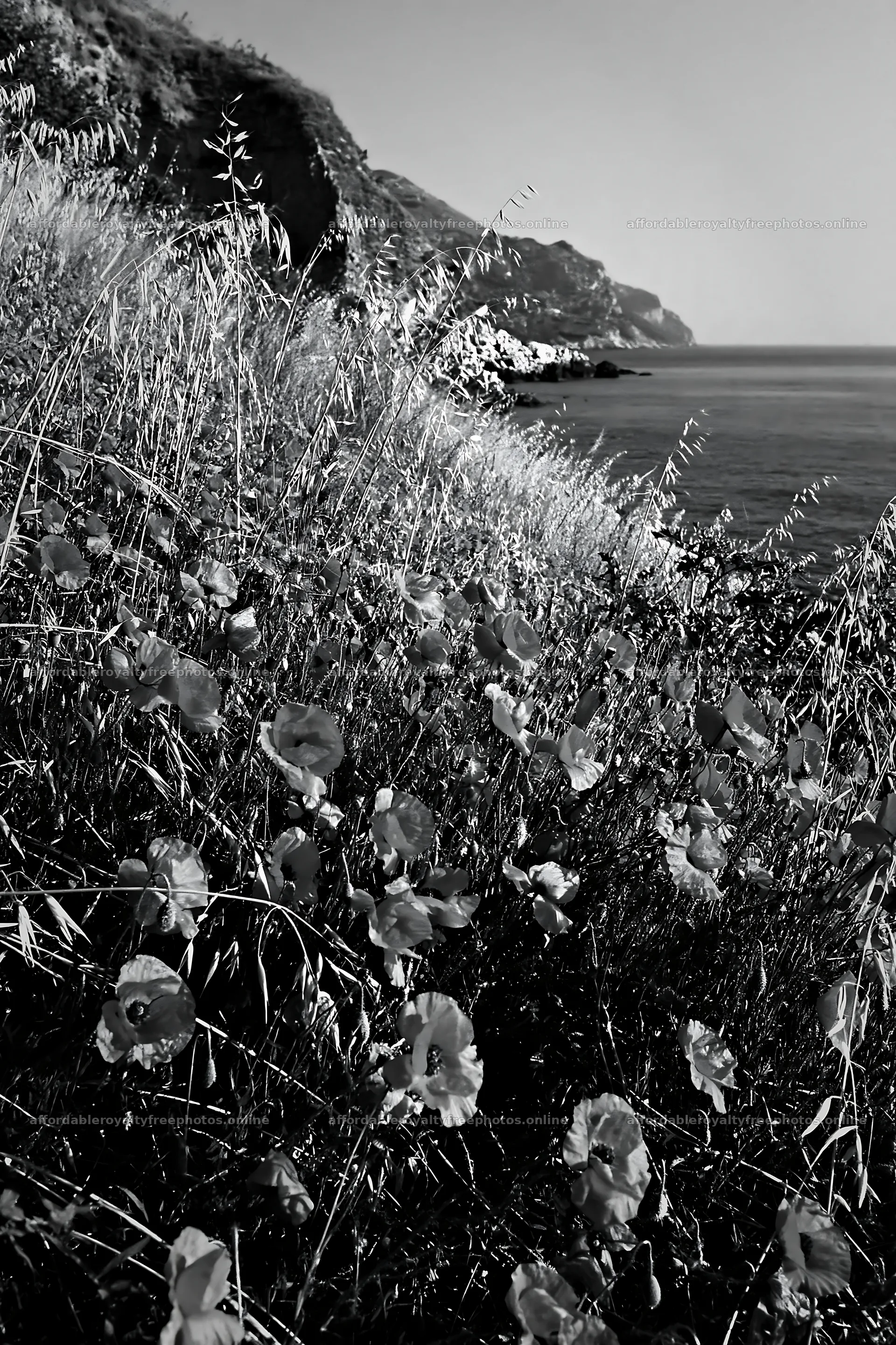 Rocky coast with wildflowers in Italian meadow – royalty-free photos 6480x9722