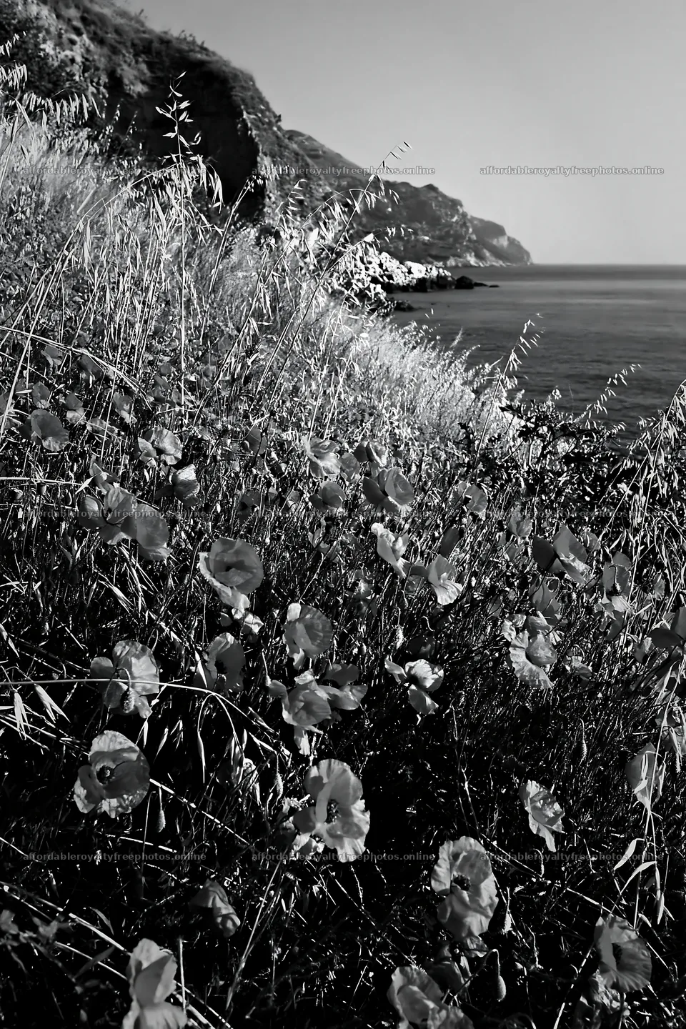 Rocky coast with wildflowers in Italian meadow – royalty-free photos 6480x9722