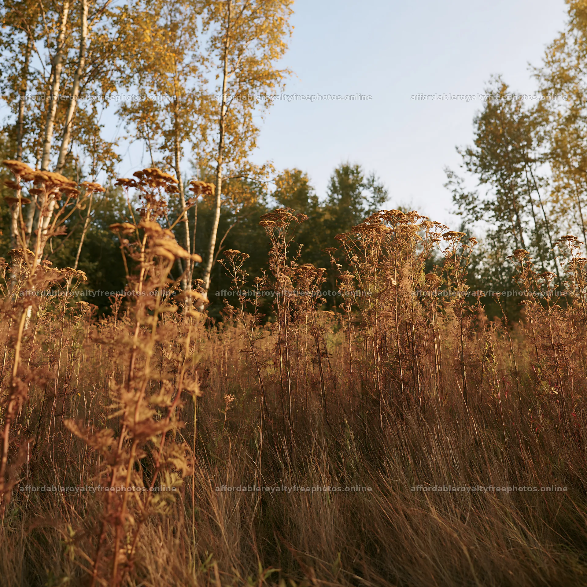 Birch forest meadow with tall grasses and autumn foliage – royalty-free photos 7938x7938