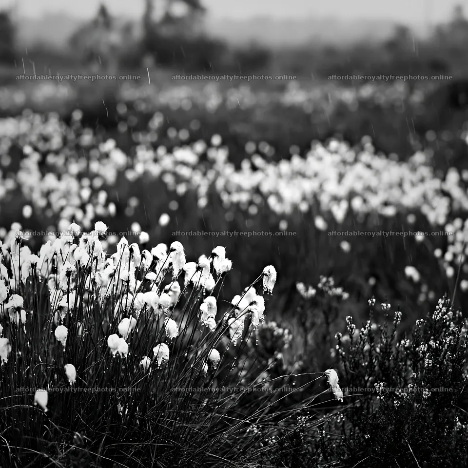 Cottongrass meadow glow under soft rain – royalty-free photos 7938x7938