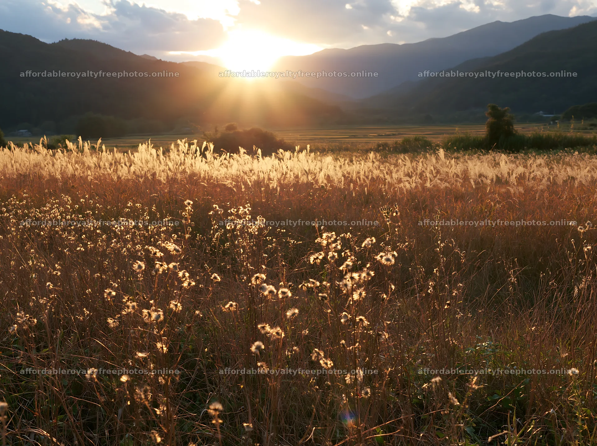 Aichi restored meadow autumn seedheads foreground – royalty-free photos 9174x6866