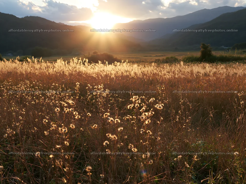 Aichi restored meadow autumn seedheads foreground – royalty-free photos 9174x6866