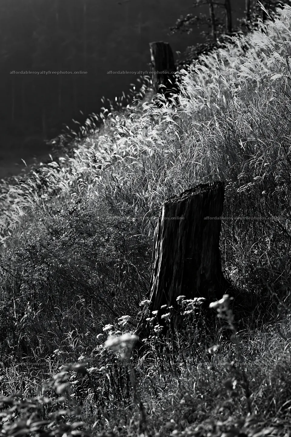 Fukushima native meadow with weathered stump – royalty-free photos 6480x9722