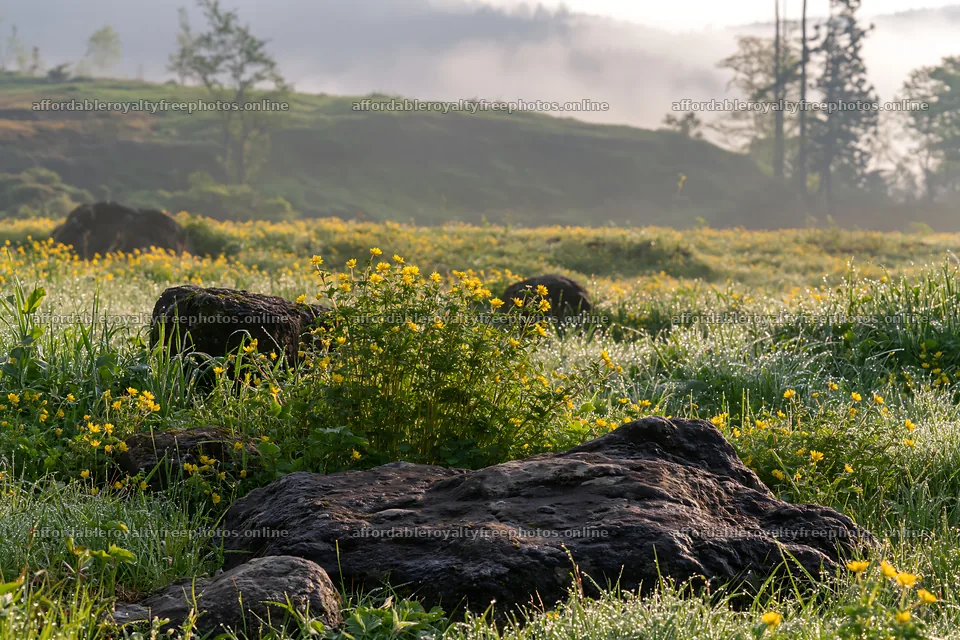 Kyoto spring wildflower meadow stone foreground – royalty-free photos 9722x6480