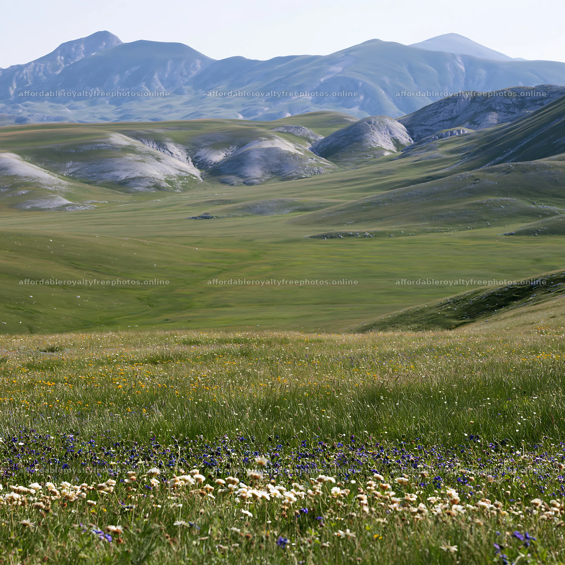 Snowmelt meadow with wildflowers and distant mountains – royalty-free photos 7938x7938