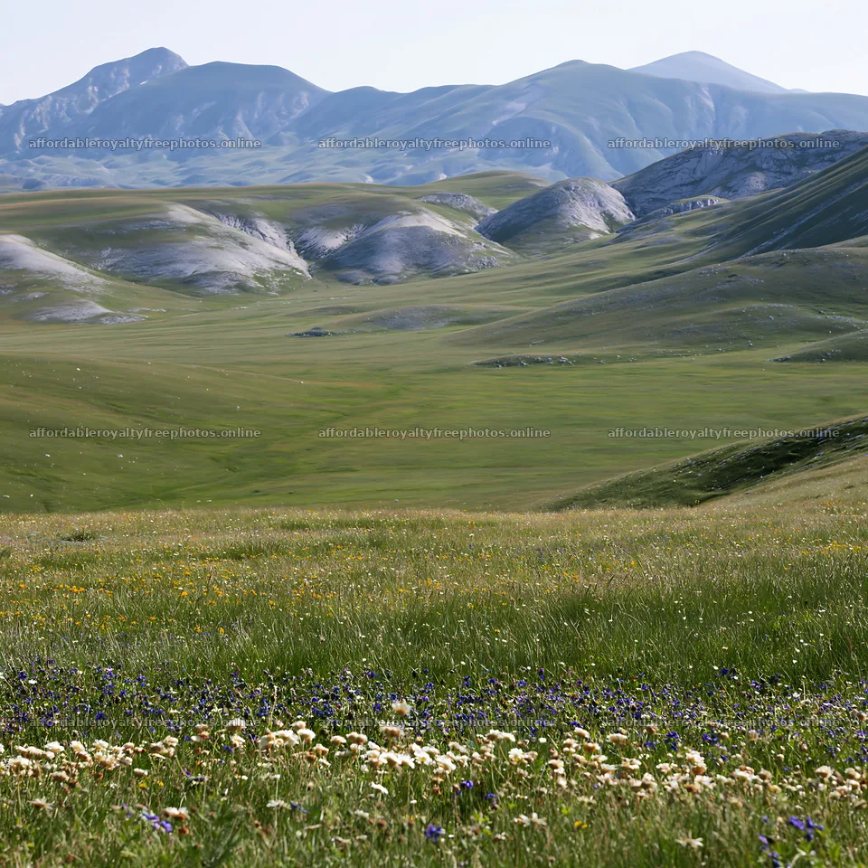 Snowmelt meadow with wildflowers and distant mountains – royalty-free photos 7938x7938