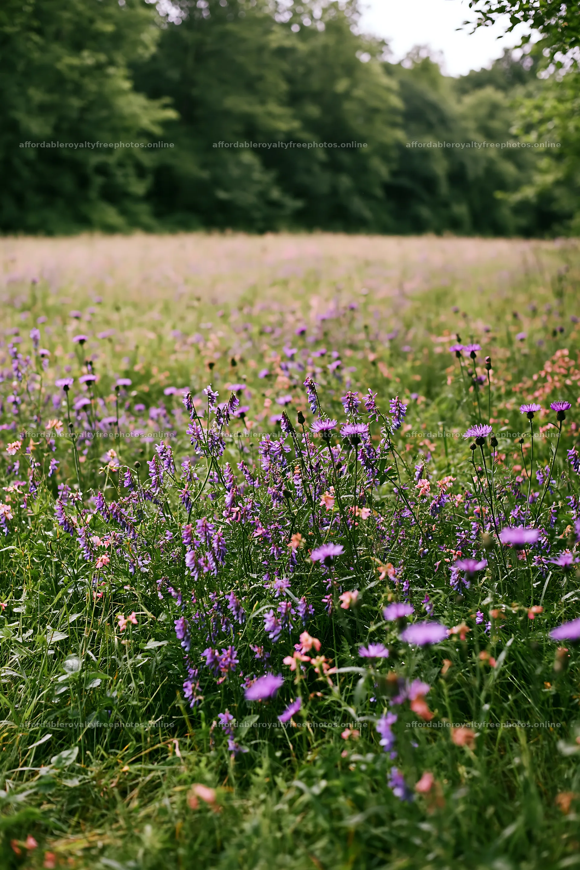 Flower meadow with blooms near woodland – royalty-free photos 6480x9722