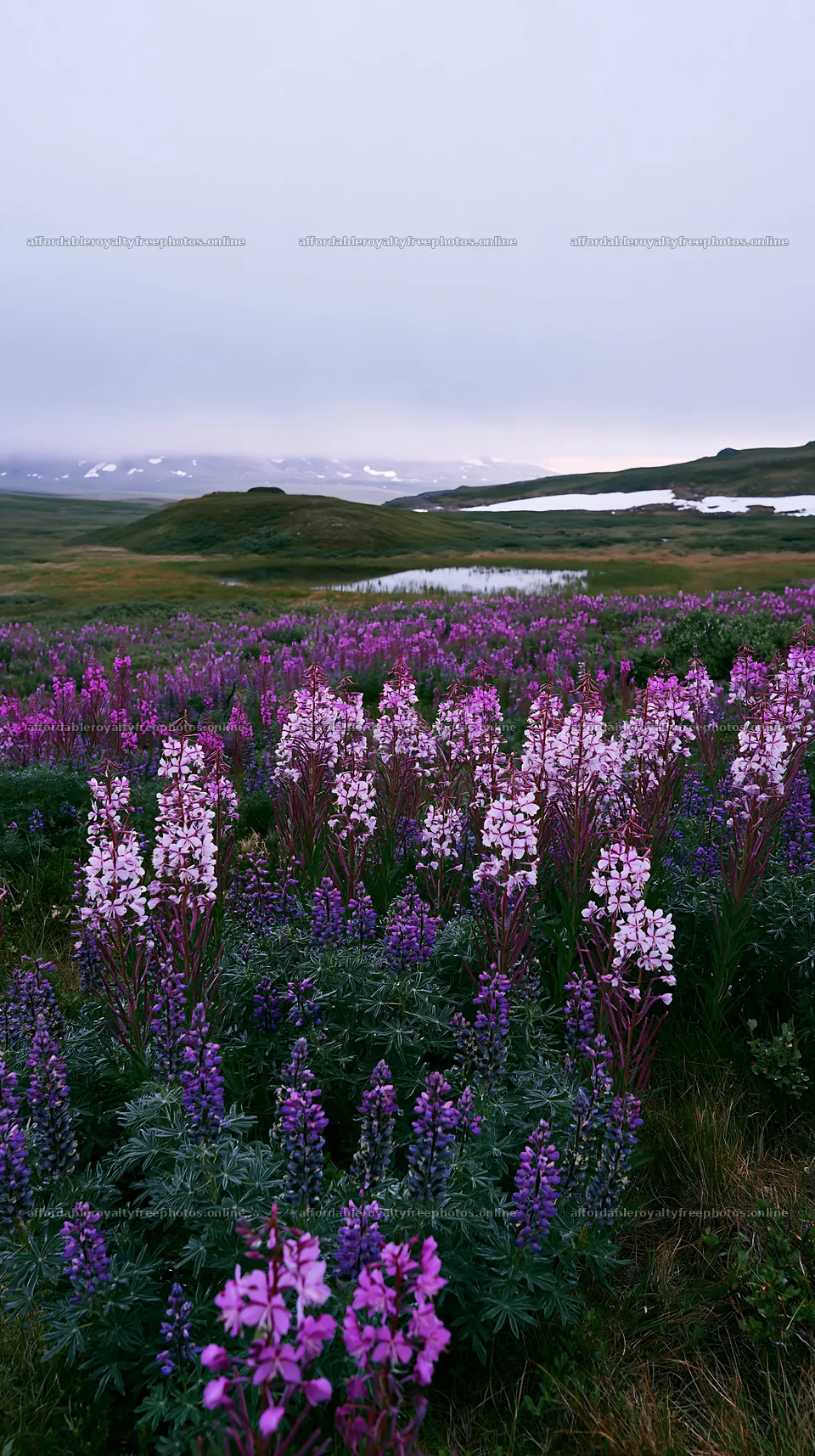 Fireweed and lupine meadow blooms in a natural landscape – royalty-free photos 5938x10608
