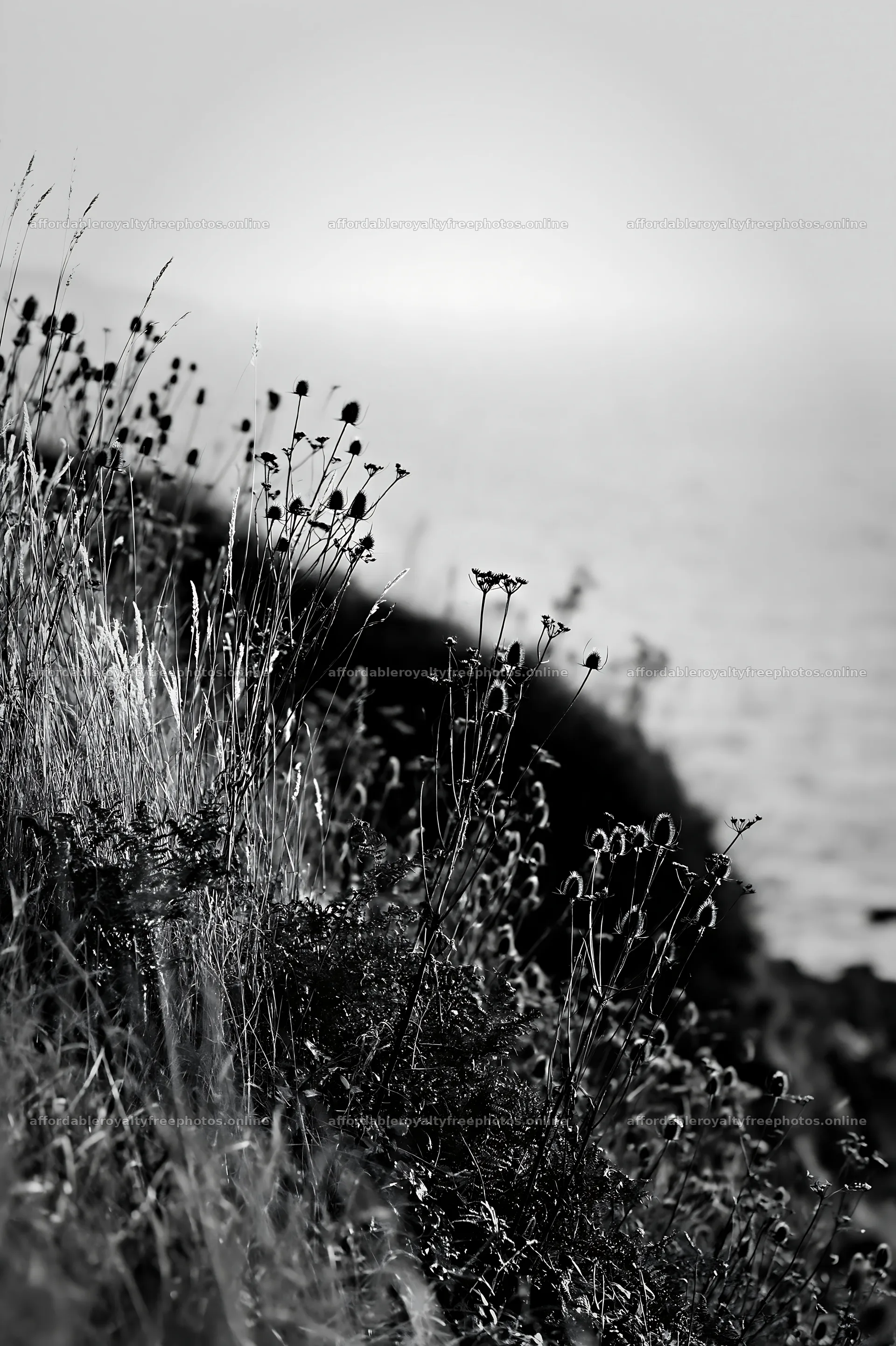 Clifftop meadow with wildflowers near the ocean – royalty-free photos 6480x9722