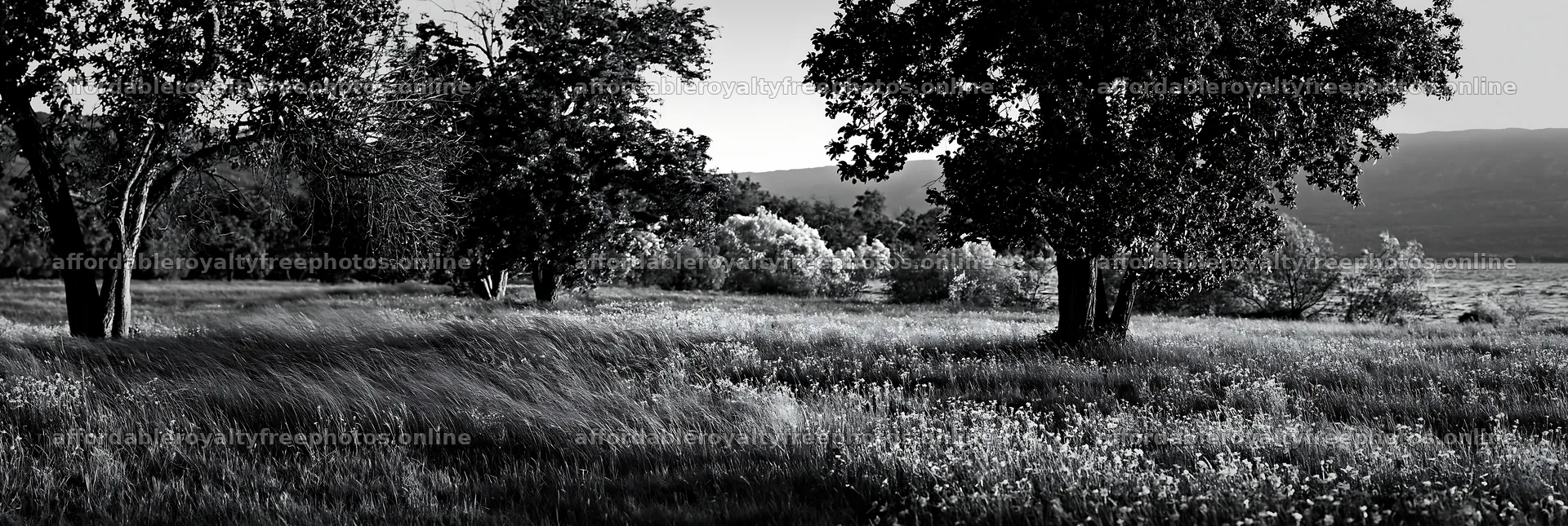 Lakeside orchard meadow with trees and flowing grass – royalty-free photos 13690x4602