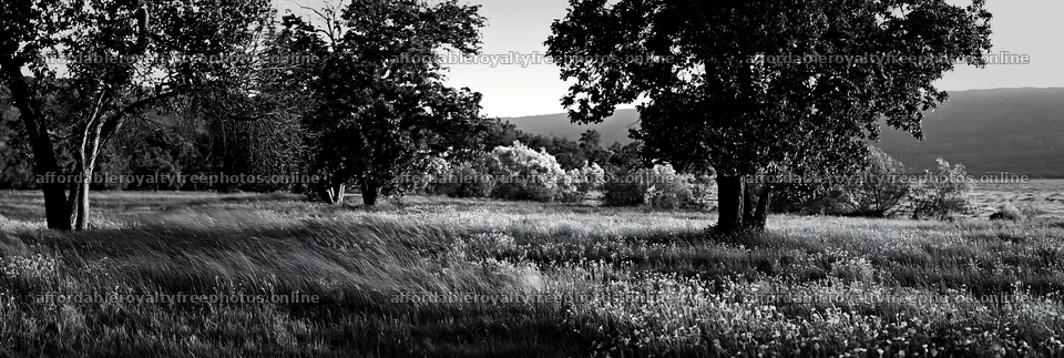 Lakeside orchard meadow with trees and flowing grass – royalty-free photos 13690x4602