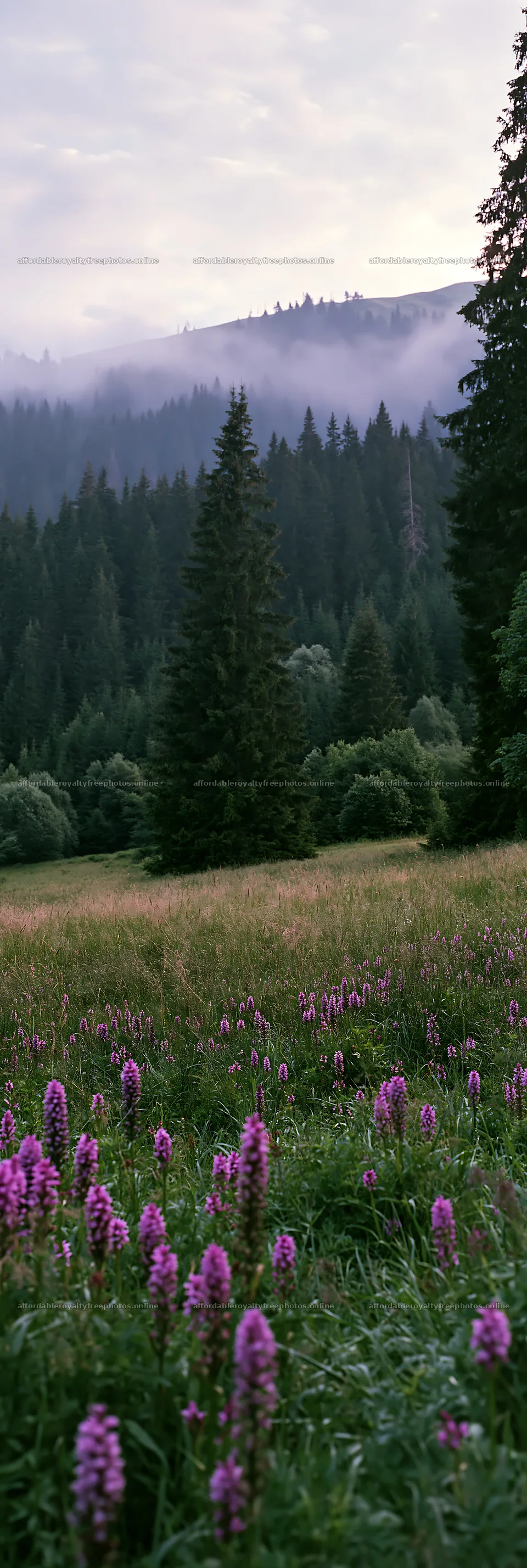 Colorful orchid meadow with trees in the background – royalty-free photos 4602x13690