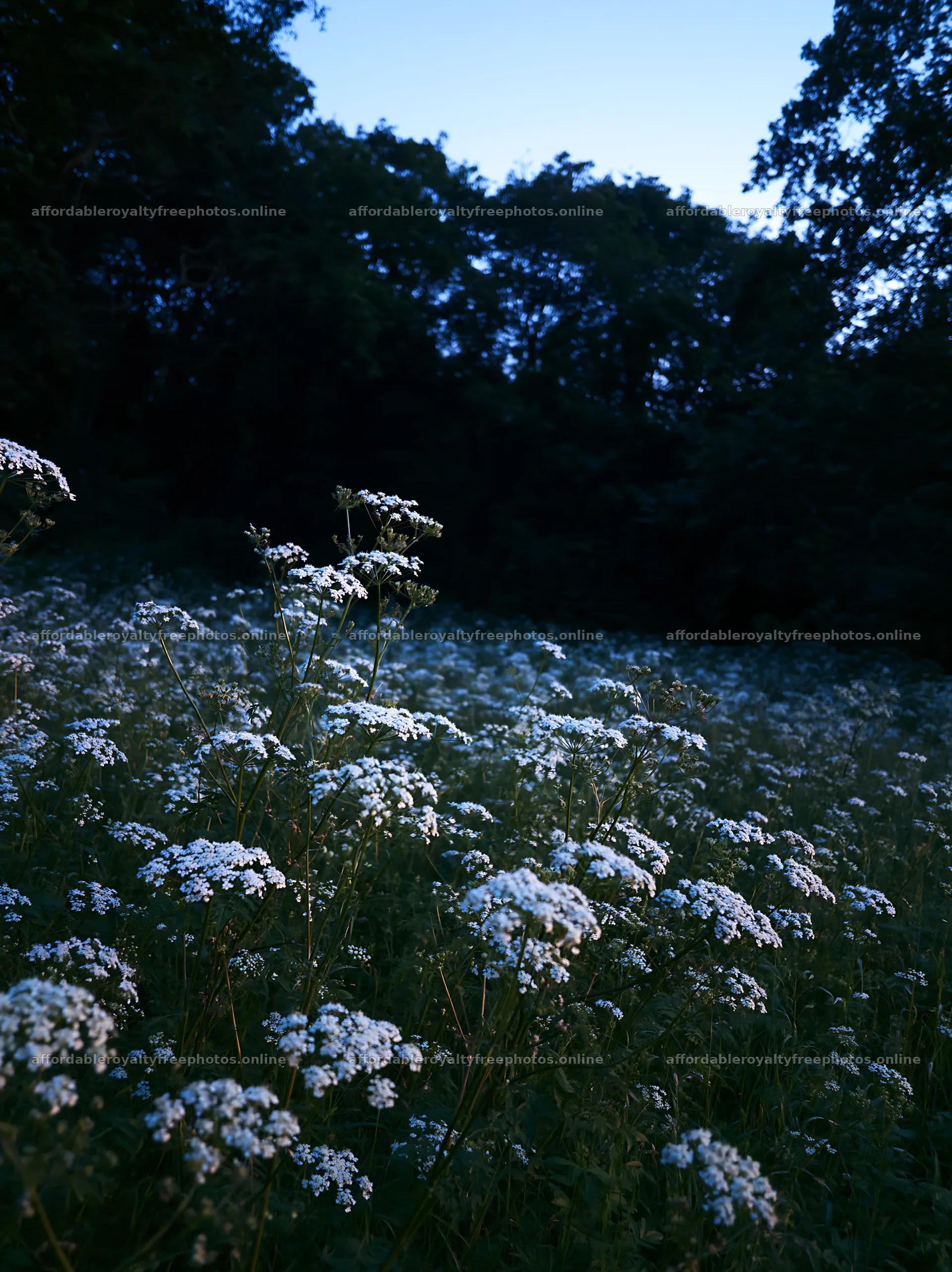 Cow parsley meadow during dusk in a rural setting – royalty-free photos 6866x9174