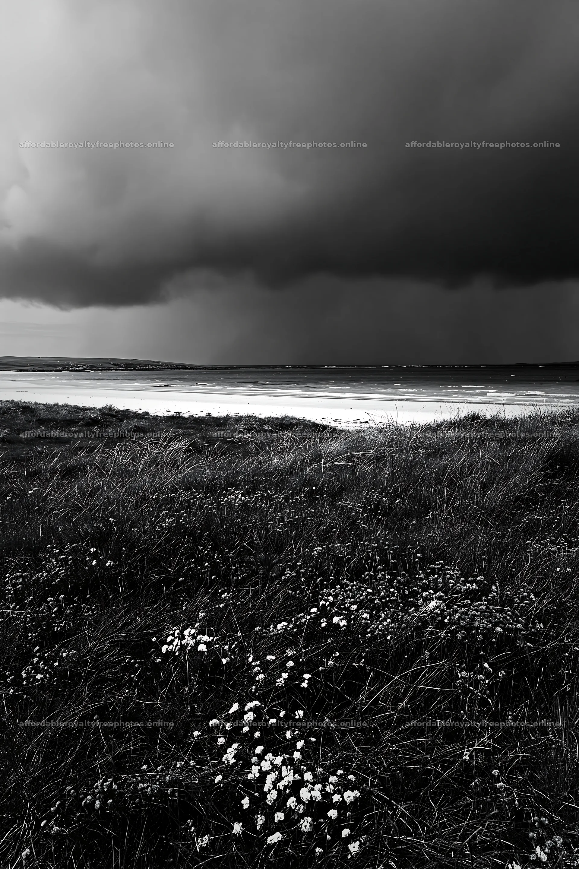 Climate-resilient meadow under dark clouds near the coast – royalty-free photos 6480x9722
