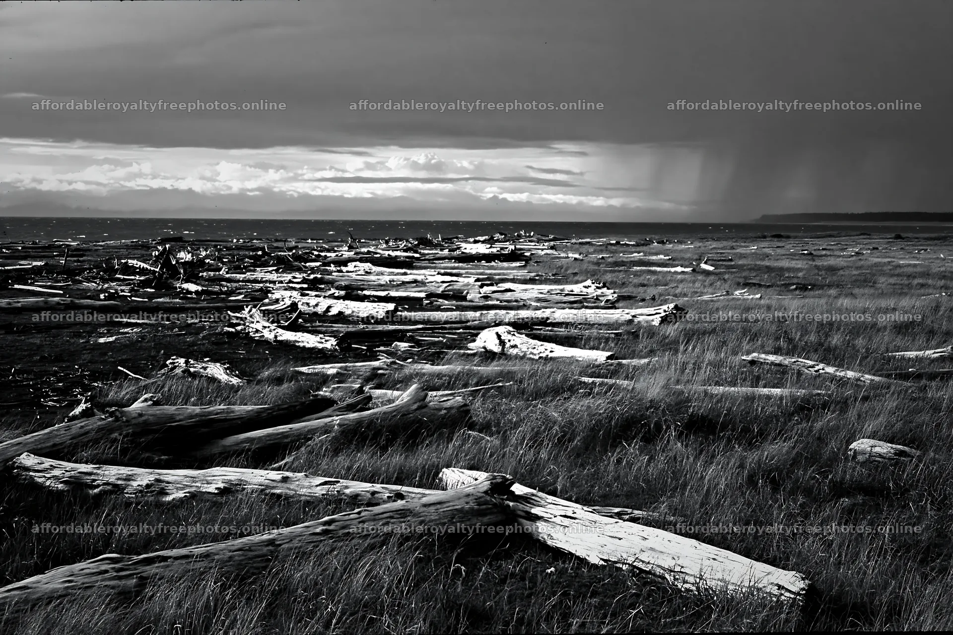 Ishikawa coastal meadow storm washed driftwood along the – royalty-free photos 9722x6480