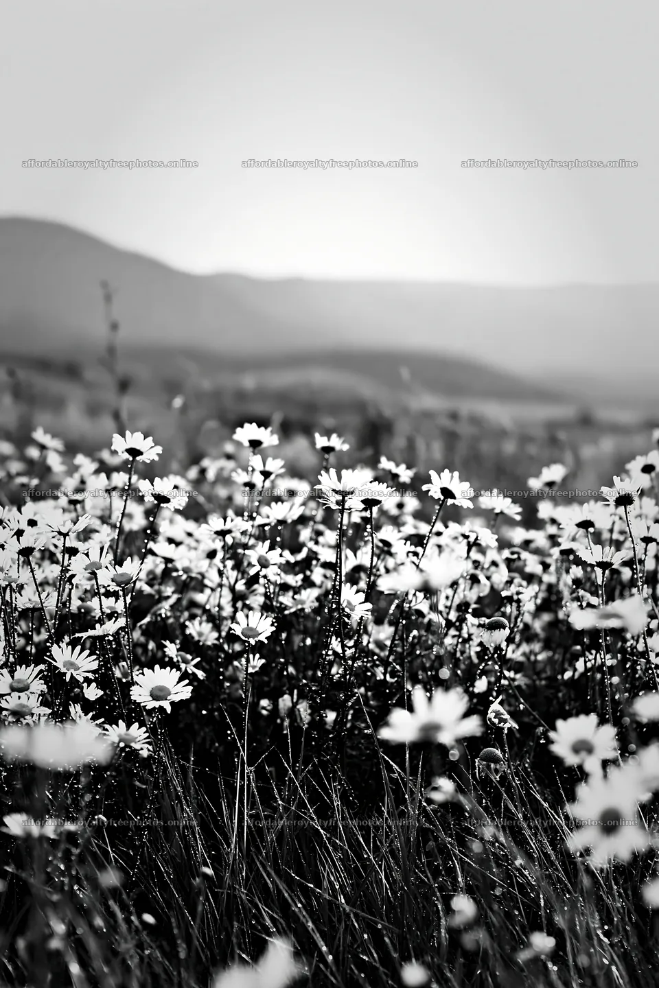 Chamomile meadow for wellness campaign – royalty-free photos 6480x9722