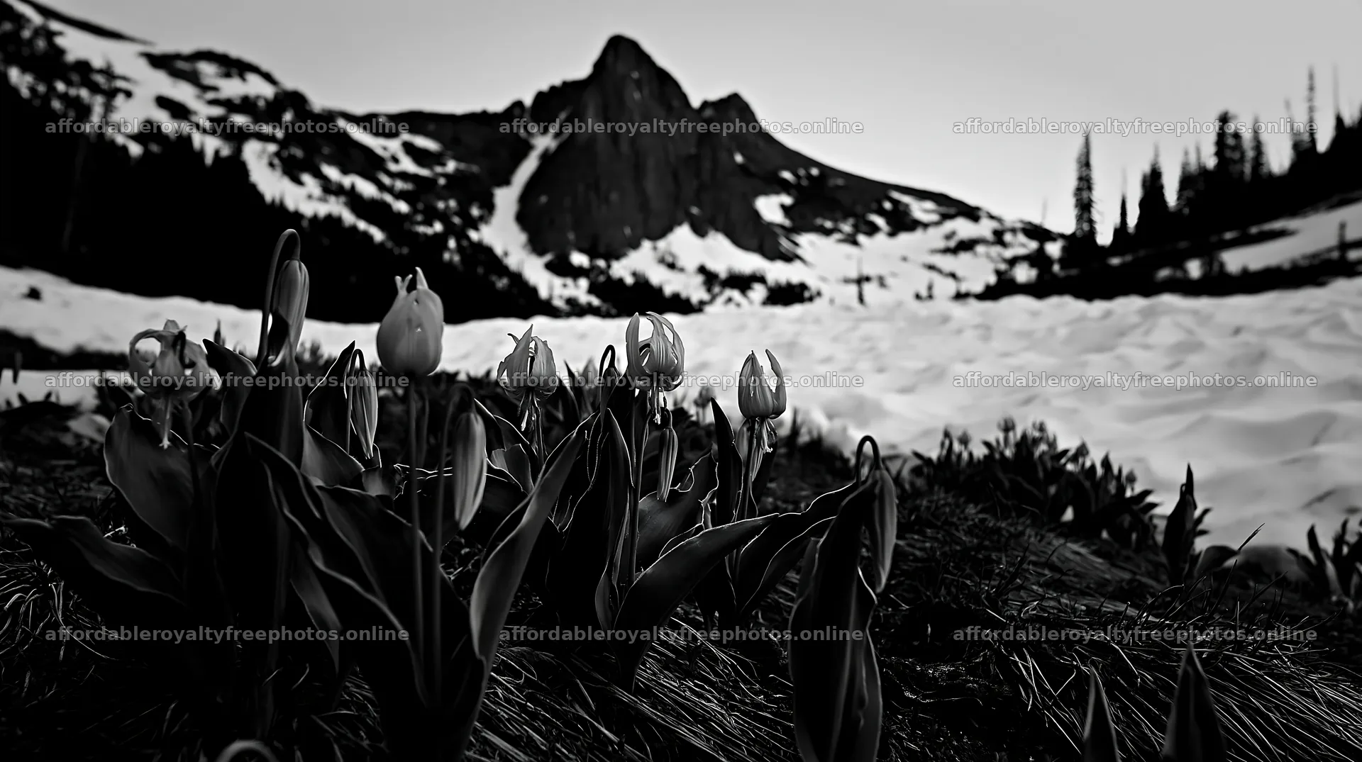 Snowy highland meadow with blooming flowers in the – royalty-free photos 10608x5938