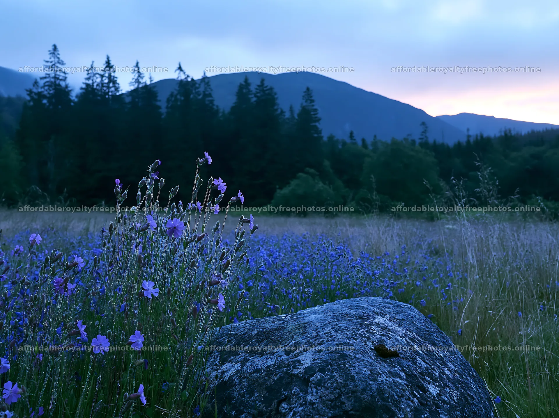 Campion bellflower meadow at dusk with mountains in the – royalty-free photos 9174x6866