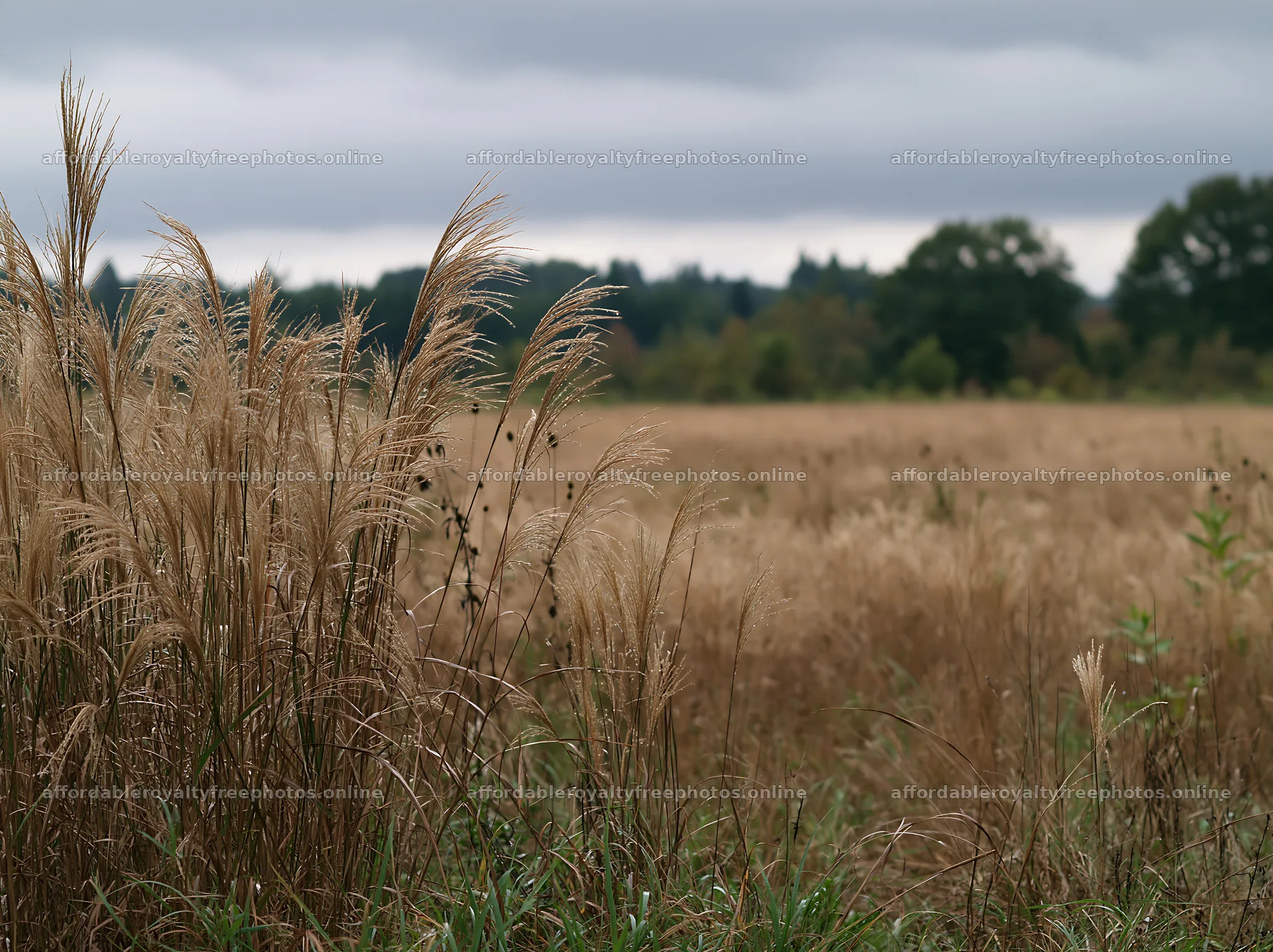 Restored meadow with seedheads in Aichi during autumn – royalty-free photos 9174x6866