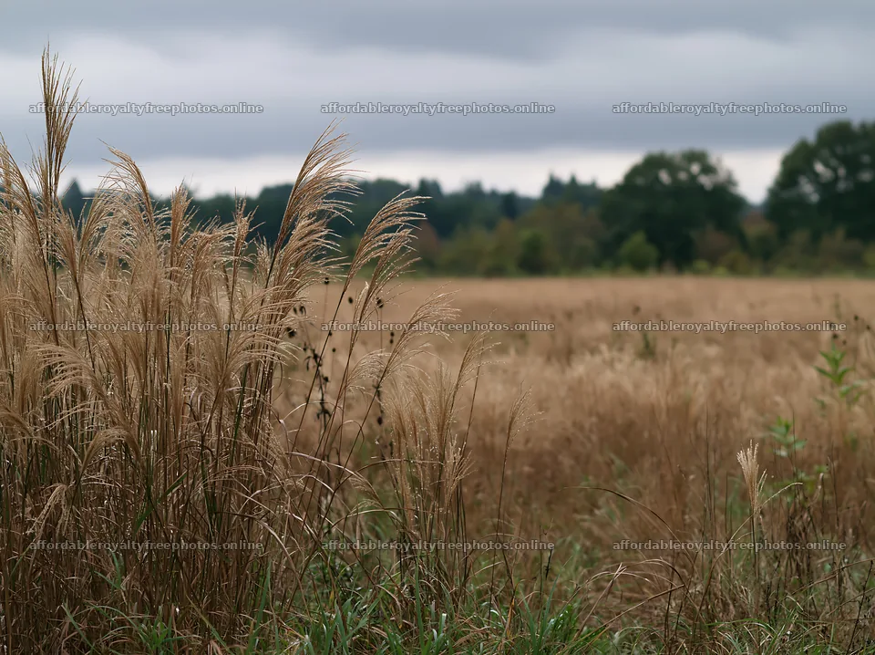Restored meadow with seedheads in Aichi during autumn – royalty-free photos 9174x6866