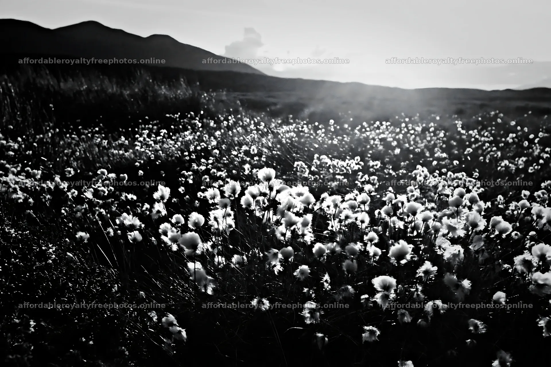 Cottongrass meadow glow under evening light – royalty-free photos 9722x6480