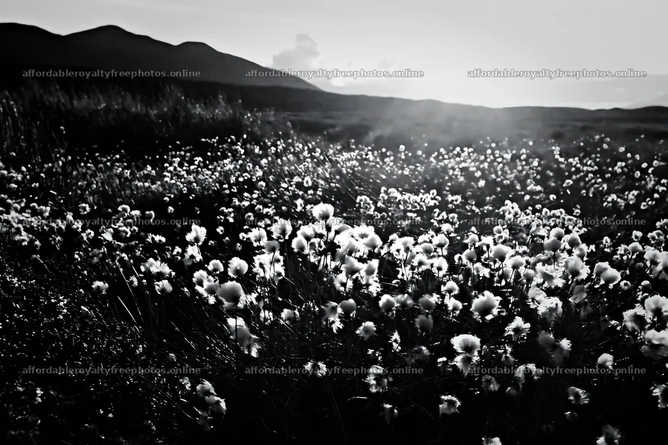 Cottongrass meadow glow under evening light – royalty-free photos 9722x6480