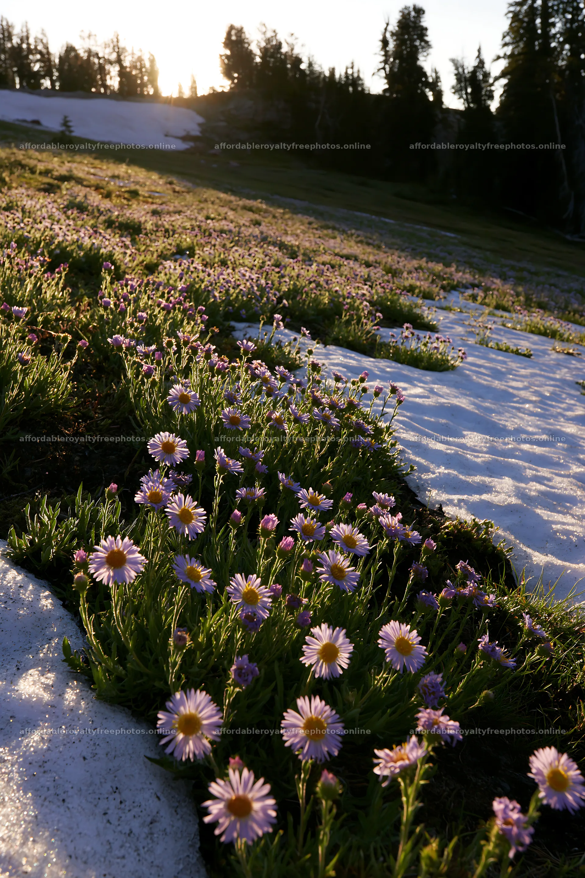 Snowy foothill meadow with flowers in soft light – royalty-free photos 6480x9722