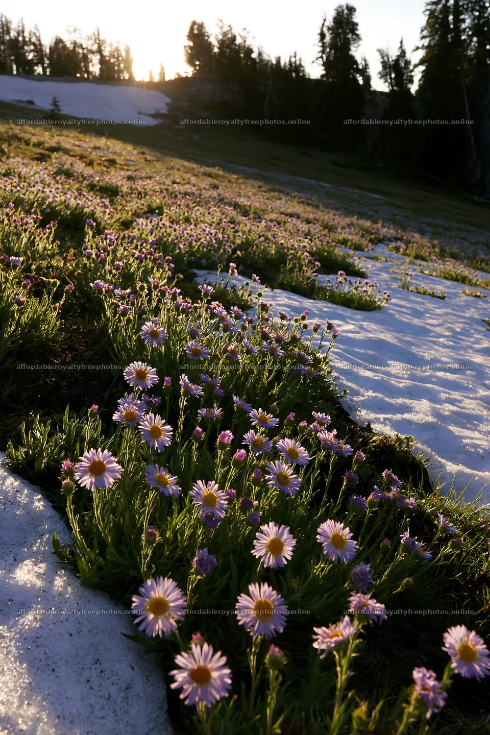 Snowy foothill meadow with flowers in soft light – royalty-free photos 6480x9722